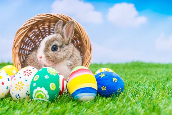 Cute Photos of Easter Bunny to Save for Free 1