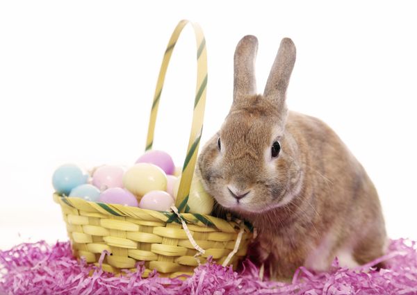 Cute Photos of Easter Bunny to Save for Free 4