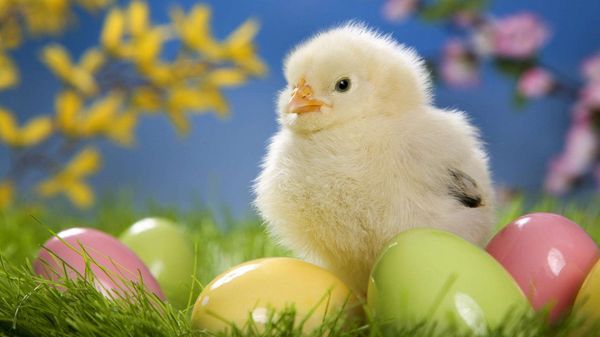 Happy Easter Pics to Use for Facebook Cover 5