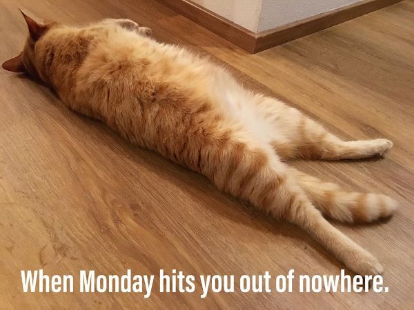 Adorable Monday Animal Memes 2