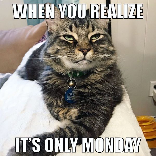 Adorable Monday Animal Memes 3