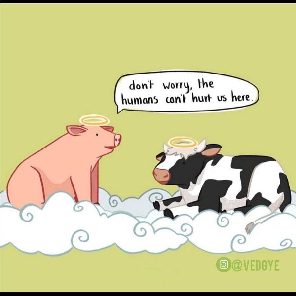 Hilarious Vegan Food Meme Images 3