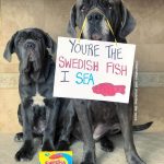 Super Cheesy Pick Up Lines 2