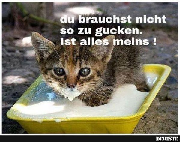 Lustige Bilder mit Sprüchen, Witzige Bilder Kostenlos Downloaden