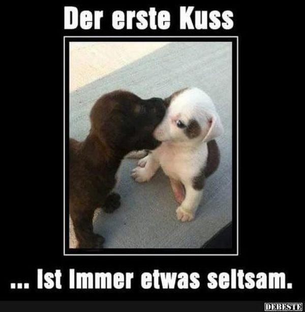 Lustige Tiere Bilder auf Besten Witzige Tierbilder
